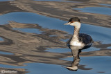 Svasso cornuto-Slavonian Grebe (Podiceps auritus)