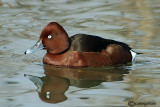 Moretta tabaccata-Ferruginous Duck (Aythya nyroca)	