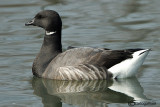 Oca colombaccio-Brent Goose (Branta bernicla)	