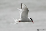 Sterna artica-Arctic Tern  (Sterna paradisaea)