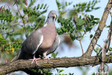 Colombaccio-Woodpigeon (Columba palumbus)	