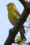 Verzellino- European Serin (Serinus serinus)