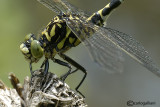 Onychogomphus forcipatus ssp. forcipatus male