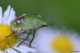 Nezara viridula