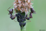 Formica cunicularia