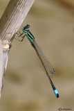 Ischnura genei male