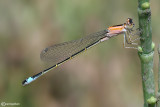   Ischnura genei female