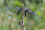 Orthetrum trinacria male