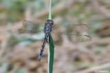   Orthetrum trinacria male