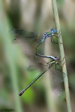 Lestes dryas mating