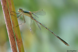 Lestes barbarus male