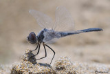 Selysiothemis nigra male