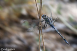   Orthetrum trinacria male