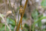 Sympetrum meridionale female