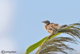 Beccamoschino - Fan-tailed Warbler - Cisticola juncidis	