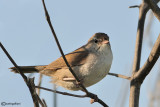 Usignolo di fiume-Cettis Warbler (Cettia cetti)