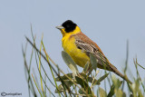 Zigolo capinero -Black-headed Bunting (Emberiza melanocephala)