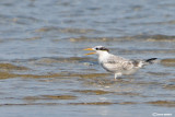 Sterna di Rppell - Lesser Crested Tern (Sterna bengalensis)	