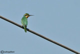 Gruccione egiziano -Blue-cheeked Bee-eater (Merops persicus)