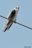 Nibbio bianco-Black-winged Kite (Elanus caeruleus)