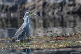 Airone striato - Mangrove Heron	(Butorides striatus)