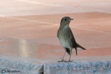 Usignolo maggiore -Thrush Nightingale (Luscinia luscinia)