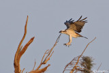Falco pescatore-Osprey (Pandion haliaetus)
