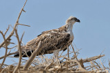 Falco pescatore-Osprey (Pandion haliaetus)