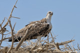 Falco pescatore-Osprey (Pandion haliaetus)