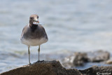 Gabbiano fuligginoso -Sooty Gull (Larus hemprichii)