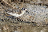 Gambecchio-Little Stint (Calidris minuta)