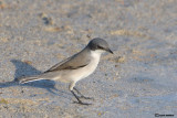 Bigiarella-Lesser Whitethroat (Sylvia curruca)