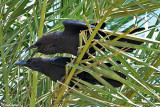 Corvo collobruno -Brown-necked Raven (Corvus ruficollis)