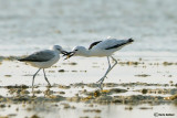 Droma - Crab Plover	(Dromas ardeola)	