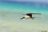 Sterna dalle redini- Bridled Tern (Sterna anaetetus)	