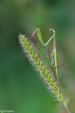 European mantis - Mantis religiosa 