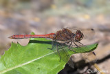 Sympetrum vulgatum male