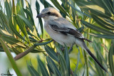 Averla beccopallido - Steppe Grey Shrike (Lanius (meridionalis)pallidirostris)