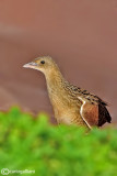 Re di quaglie - Corn Crake (Crex crex)