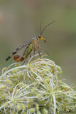 Mosca scorpione (Panorpa cognata )