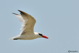 Sterna maggiore-Caspian Tern (Sterna caspia)