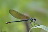 Calopteryx splendens female