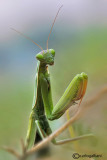 European mantis - Mantis religiosa 