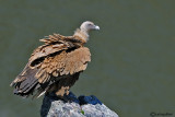 Grifone - Griffon Vulture (Gyps fulvus)