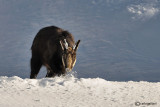 Camoscio-Chamois (Rupicapra rupicapra)