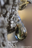 Goccia di resina - Drop of resin