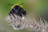 Bombus sp.