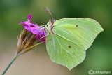 Gonepteryx rhamni