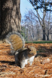 Grey squirrel - Sciurus carolinensis