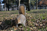 Grey squirrel - Sciurus carolinensis